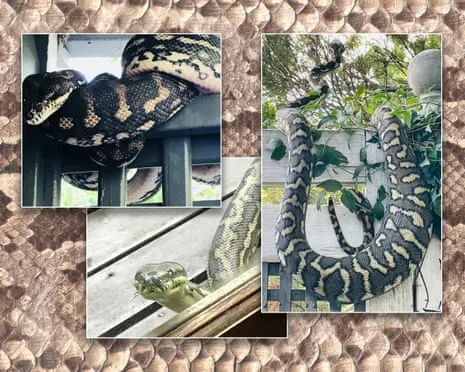 Welcoming the Snakes in the Overhead Space: A Transformation from Dread to Respect